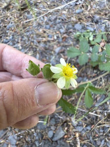 Drymocallis glandulosa, photograph 6