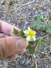 Drymocallis glandulosa, photograph (c) Rob Santry, some rights reserved (CC BY)