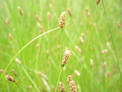 Eleocharis tenuis verrucosa