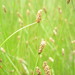 Slender Spike Rush - Photo (c) Summit Metro Parks, some rights reserved (CC BY), uploaded by Summit Metro Parks