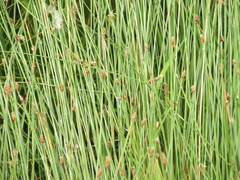 Eleocharis tenuis verrucosa