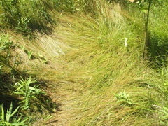 Eleocharis tenuis verrucosa
