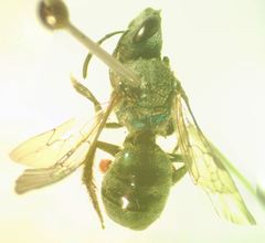 Augochlora nigrocyanea