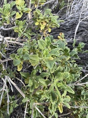 author not stated, no rights reserved Salvia mohavensis, photograph author not stated, no rights reserved
