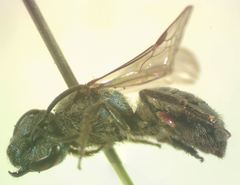 Augochlora nigrocyanea