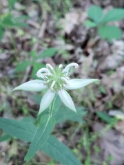 Monarda russeliana