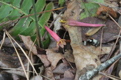 Lonicera sempervirens