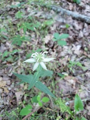 Monarda russeliana