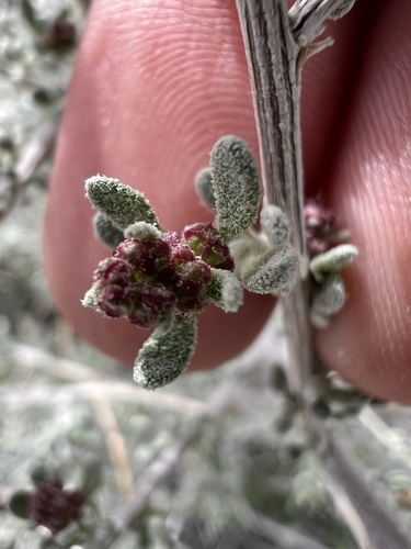 Grayia spinosa, photograph 6