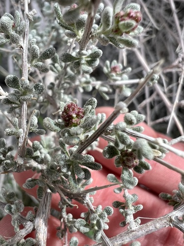 Grayia spinosa, photograph 5