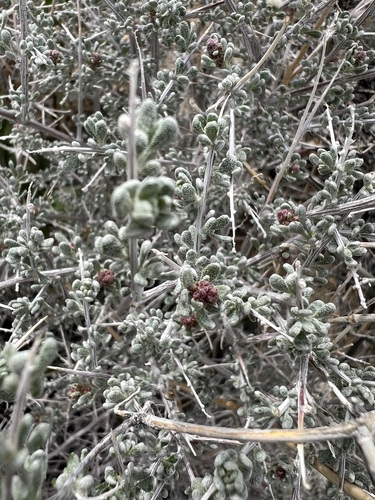 Grayia spinosa, photograph 4