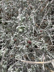 Grayia spinosa, photograph author not stated, no rights reserved