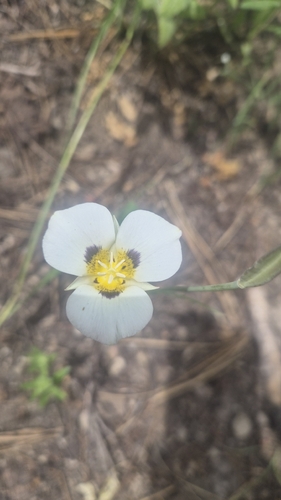 iNaturalist observation photo of Leichtlin's Mariposa Lily