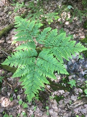 Pteridium aquilinum image