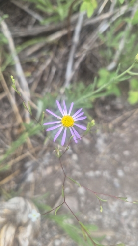 iNaturalist observation photo of fleabanes and horseweeds