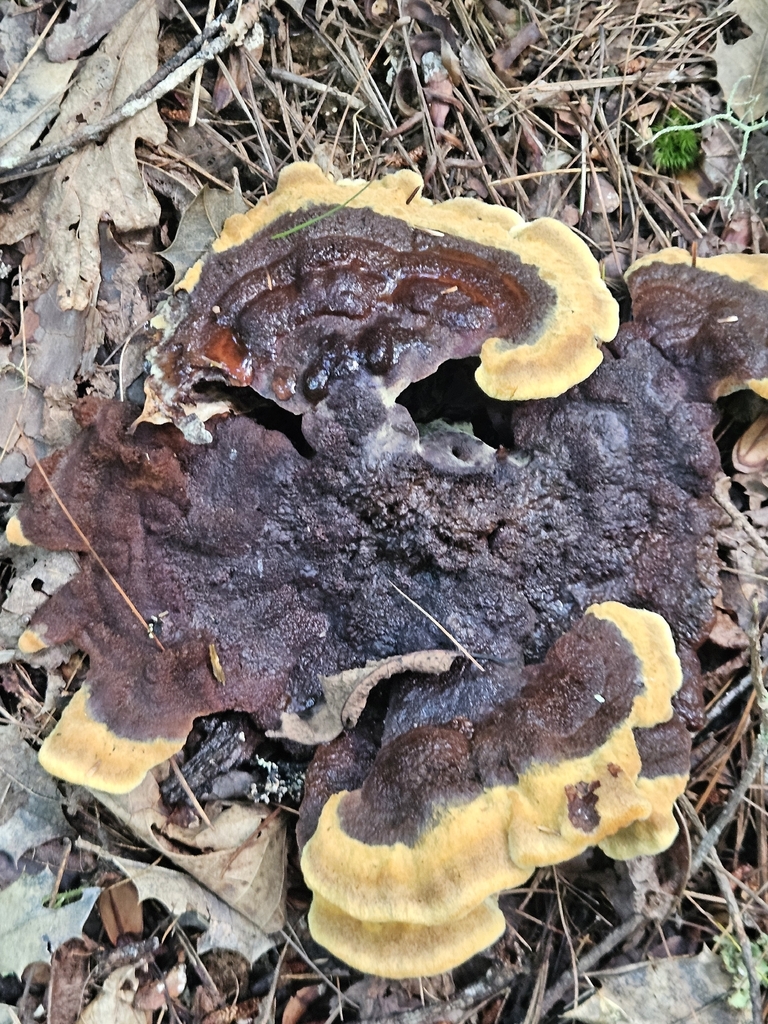 Phaeolus tabulaeformis · August 2026 · photo: Photo: (c) willingarden, some rights reserved (CC BY) · iNaturalist