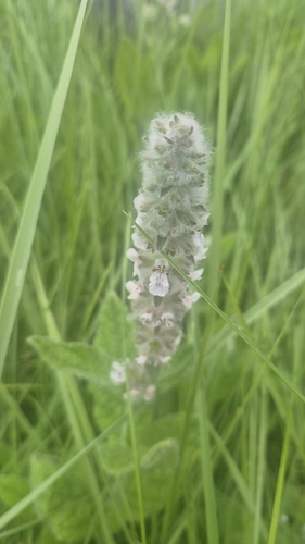 iNaturalist observation photo of whitestem hedgenettle