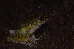 Sumaterana crassiovis