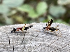 Cranistus colliurides