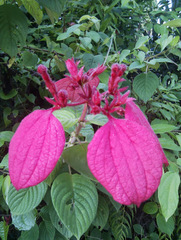 Mussaenda erythrophylla