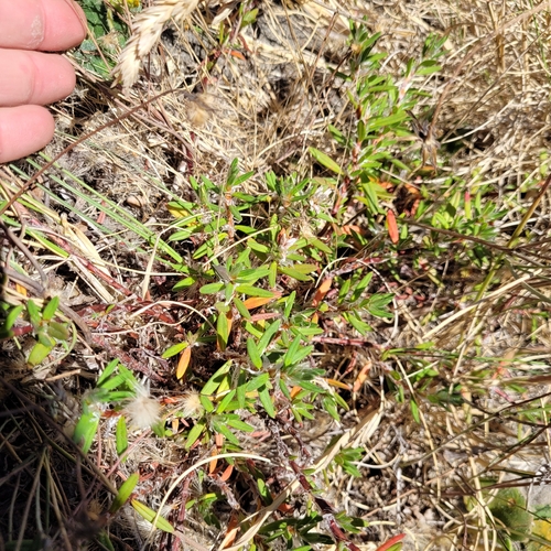 Polygonum paronychia