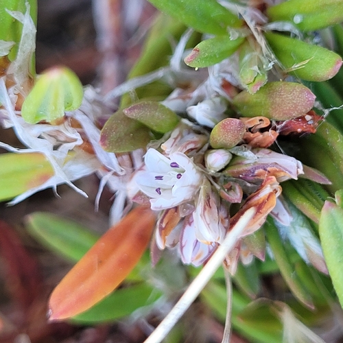 Polygonum paronychia, photograph 1