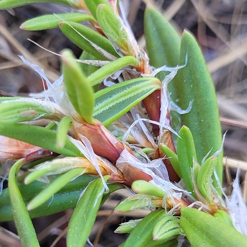 Polygonum paronychia, photograph 2