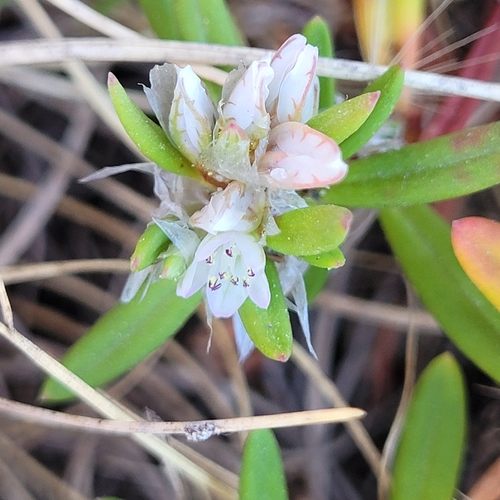 Polygonum paronychia, photograph 3
