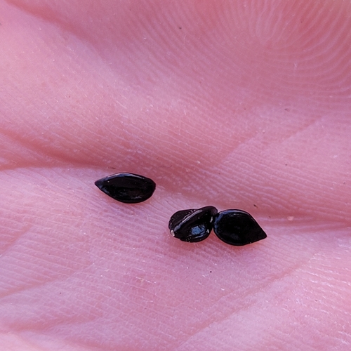 Polygonum paronychia, photograph 4