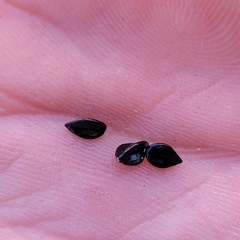 Polygonum paronychia, photograph (c) Konshau Duman, some rights reserved (CC BY)