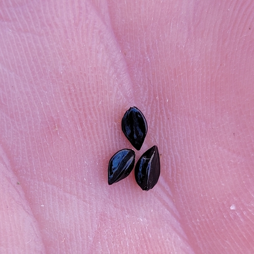 Polygonum paronychia, photograph 5