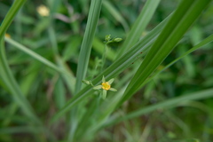 Hypericum japonicum