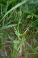Hypericum japonicum, photograph (c) 王天明, some rights reserved (CC BY)