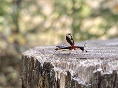 Cranistus colliurides