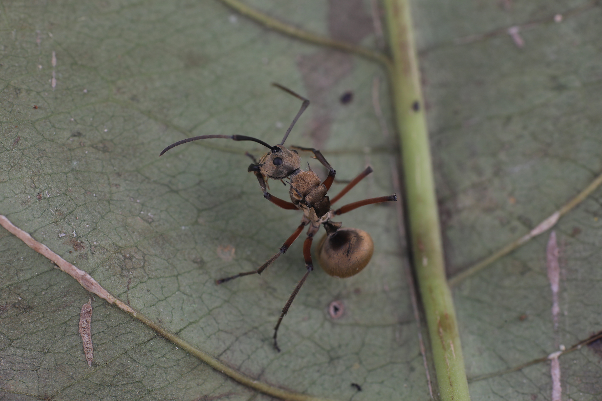 Polyrhachis gobini