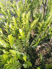 Eugenia reinwardtiana