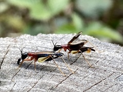 Cranistus colliurides