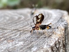 Cranistus colliurides