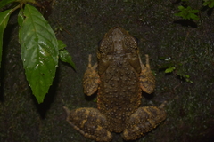 Phrynoidis juxtasper