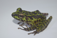 Sumaterana crassiovis