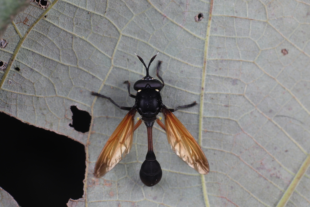 Monoceromyia flavipennis