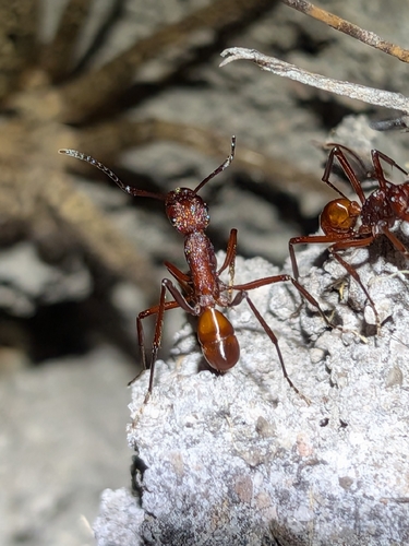 Rhytidoponera barnardiRhytidoponera barnardi