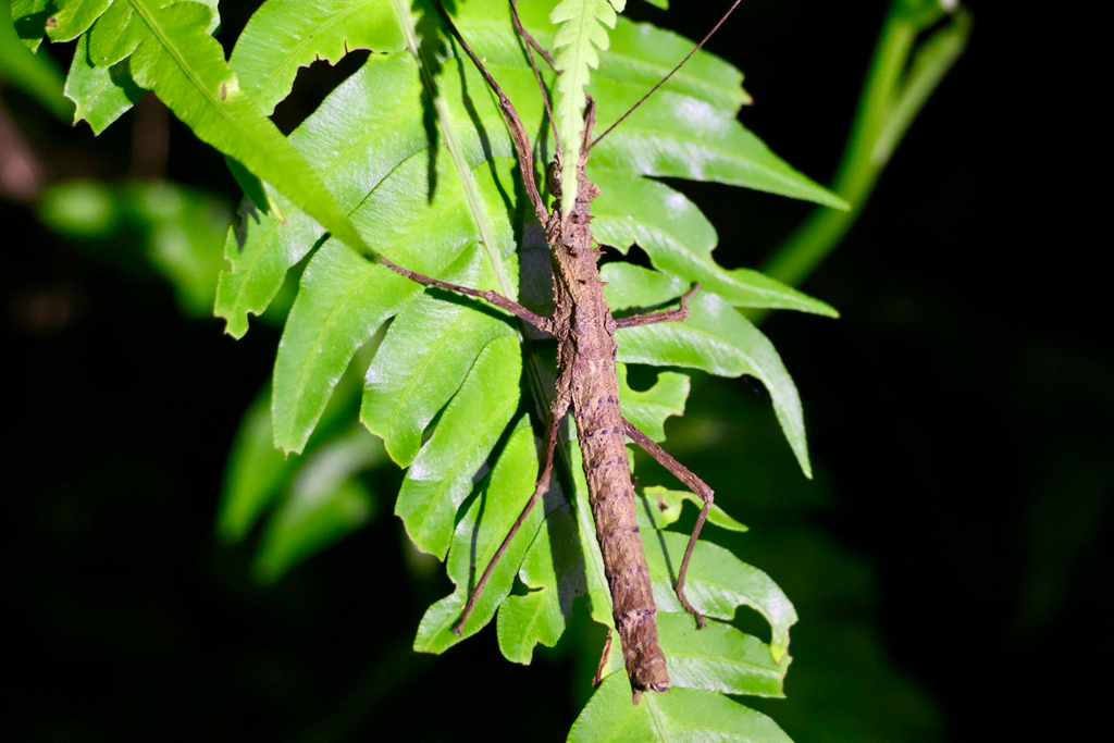 Creoxylus