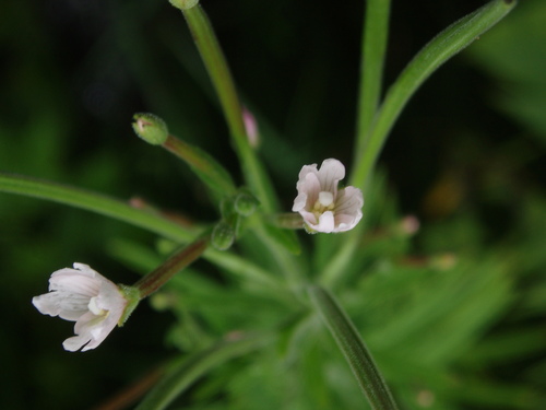 Image of Epilobium densum by (c) Summit Metro Parks, some rights reserved (CC BY)