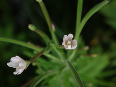 Epilobium strictum