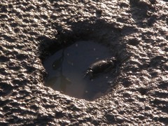 Venitus latreillei
