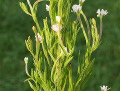 Epilobium strictum