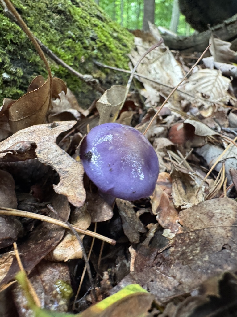 Viscid Violet Cort · August 2026 · photo: Photo: (c) vernselden, some rights reserved (CC BY-SA) · iNaturalist