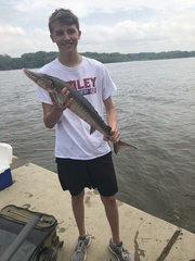 Acipenser fulvescens