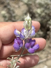 Lupinus chamissonis, photograph (c) Ian McFaul, some rights reserved (CC BY)